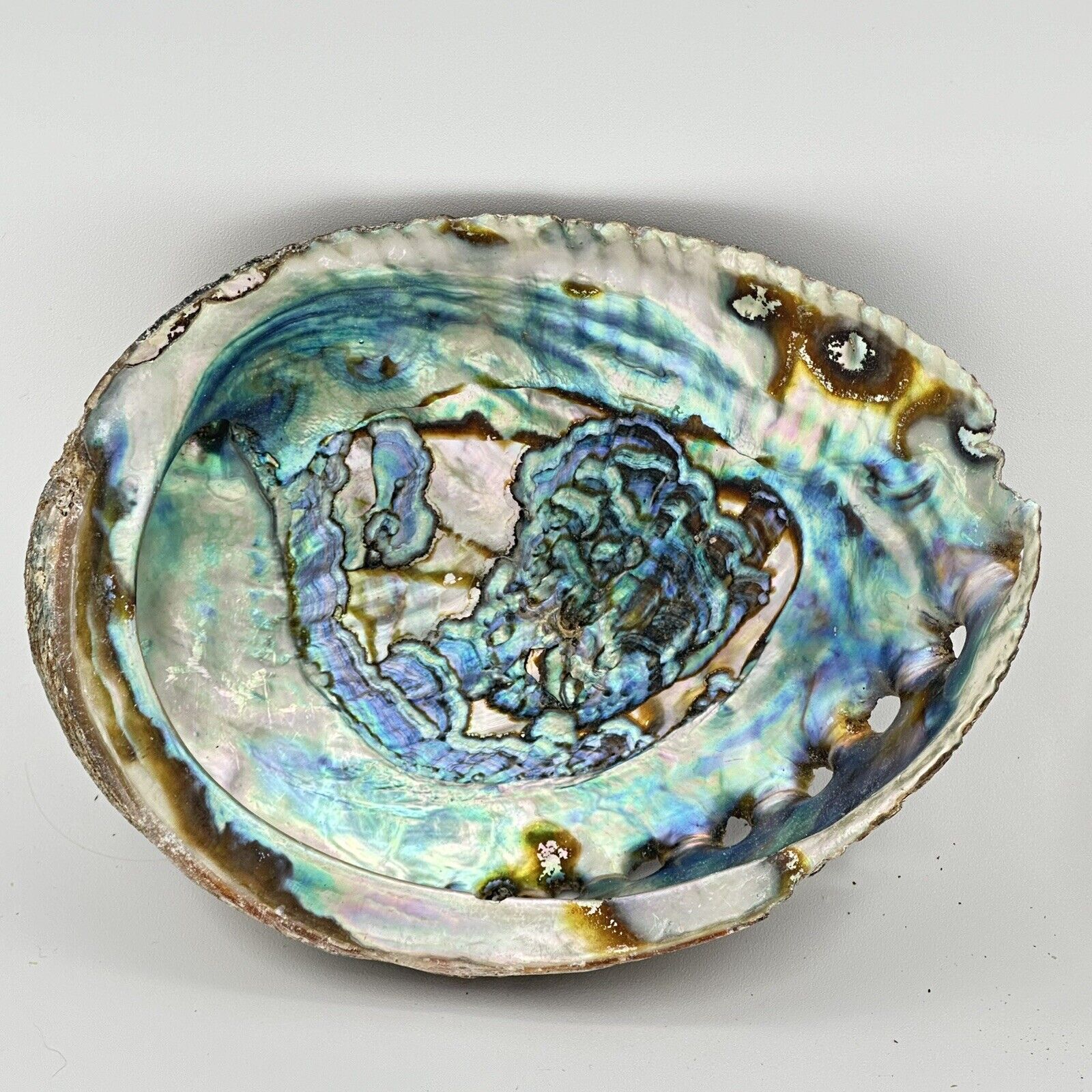 Vintage ABALONE SHELL Very Colorful  And Beautiful