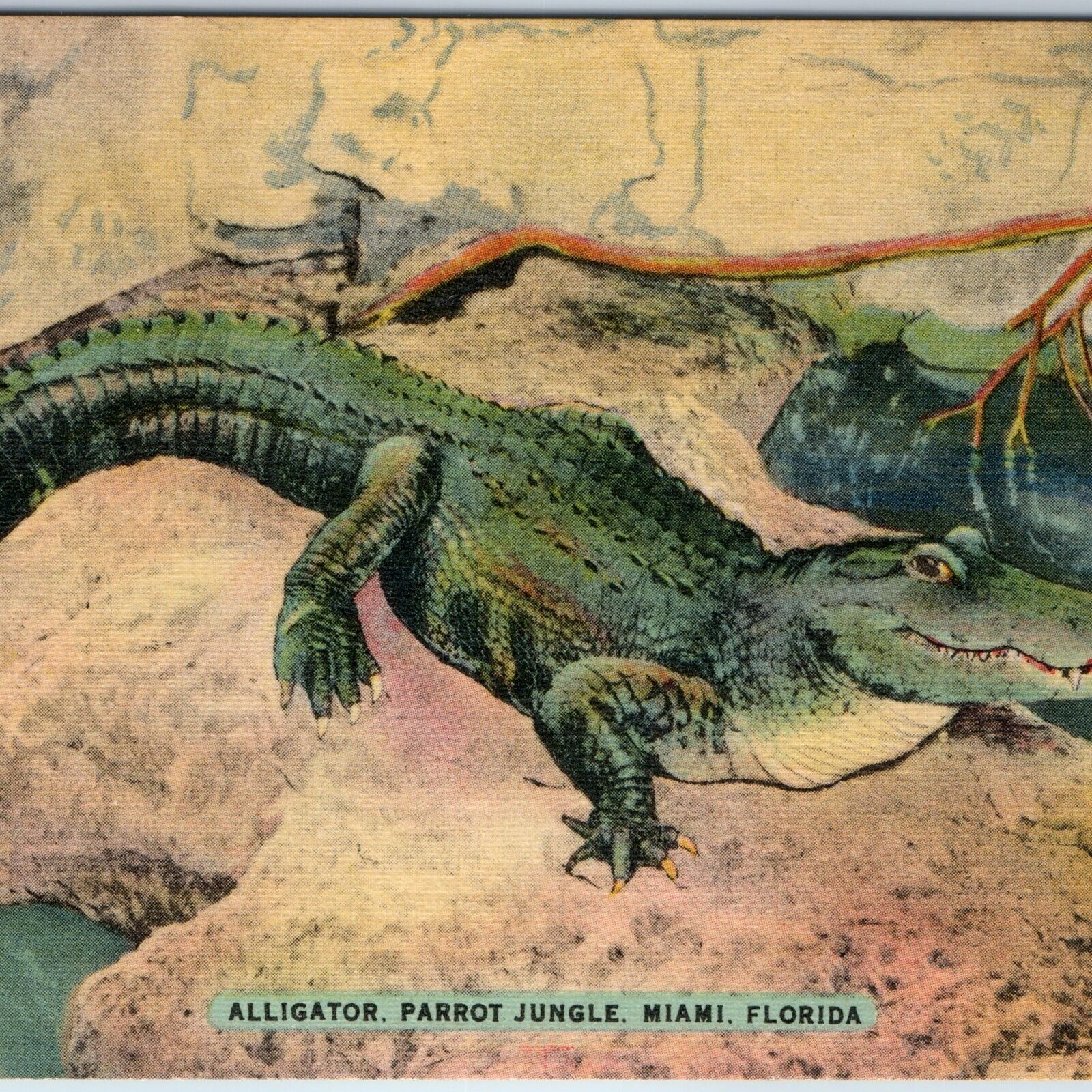 c1940s Miami, FL Parrot Jungle Alligator Linen PC Not Petting Zoo Crocodile A220