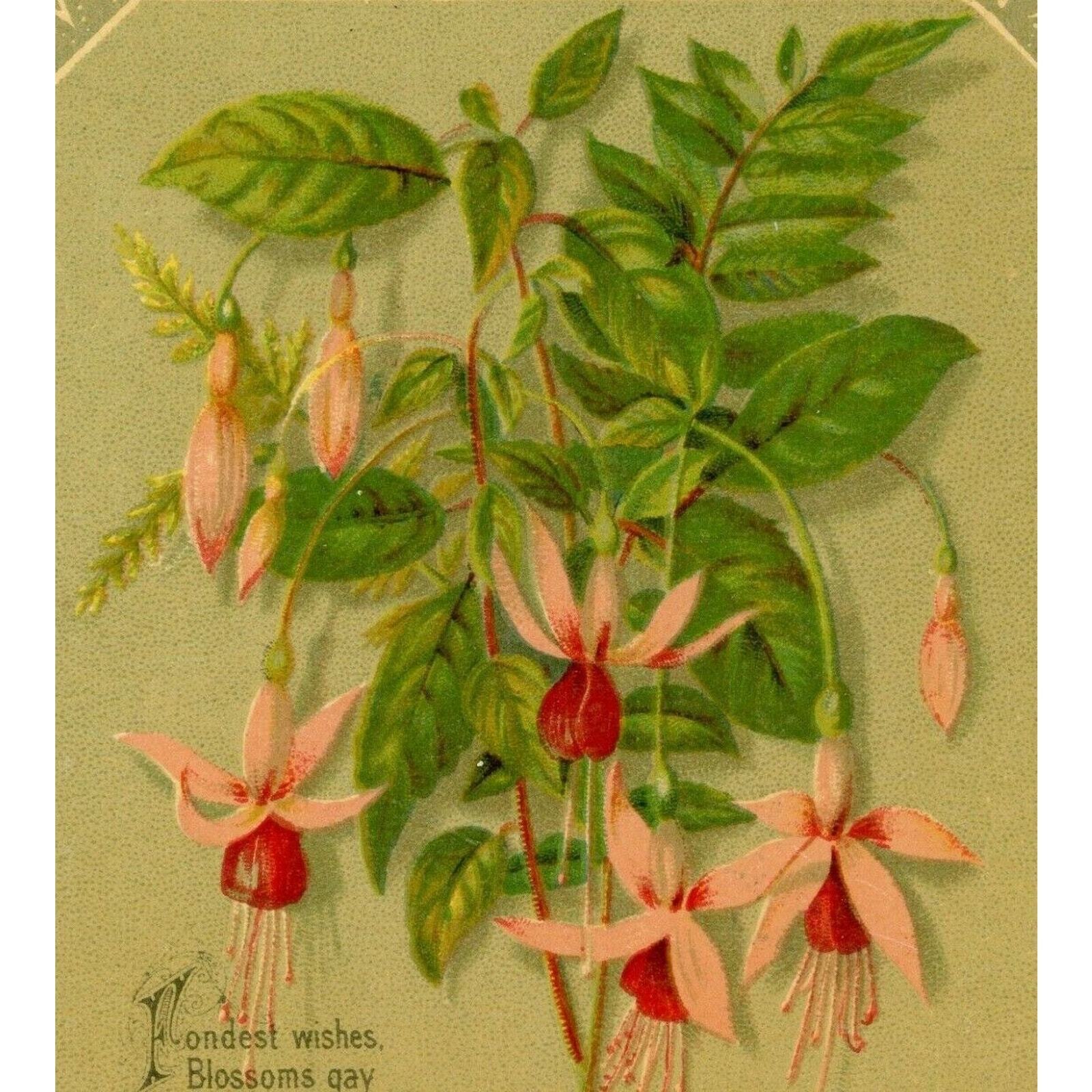 1880-90's Birthday Wishes Fuchsia Flowers Victorian Trade Card Lovely-T1