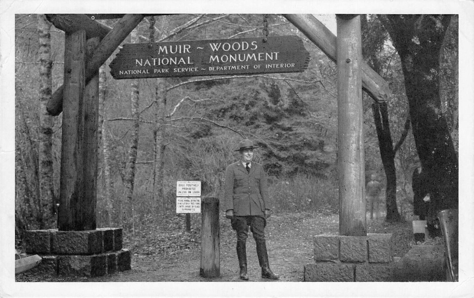 MUIR WOODS National Monument Marin County Ranger CA c1940s Vintage Postcard