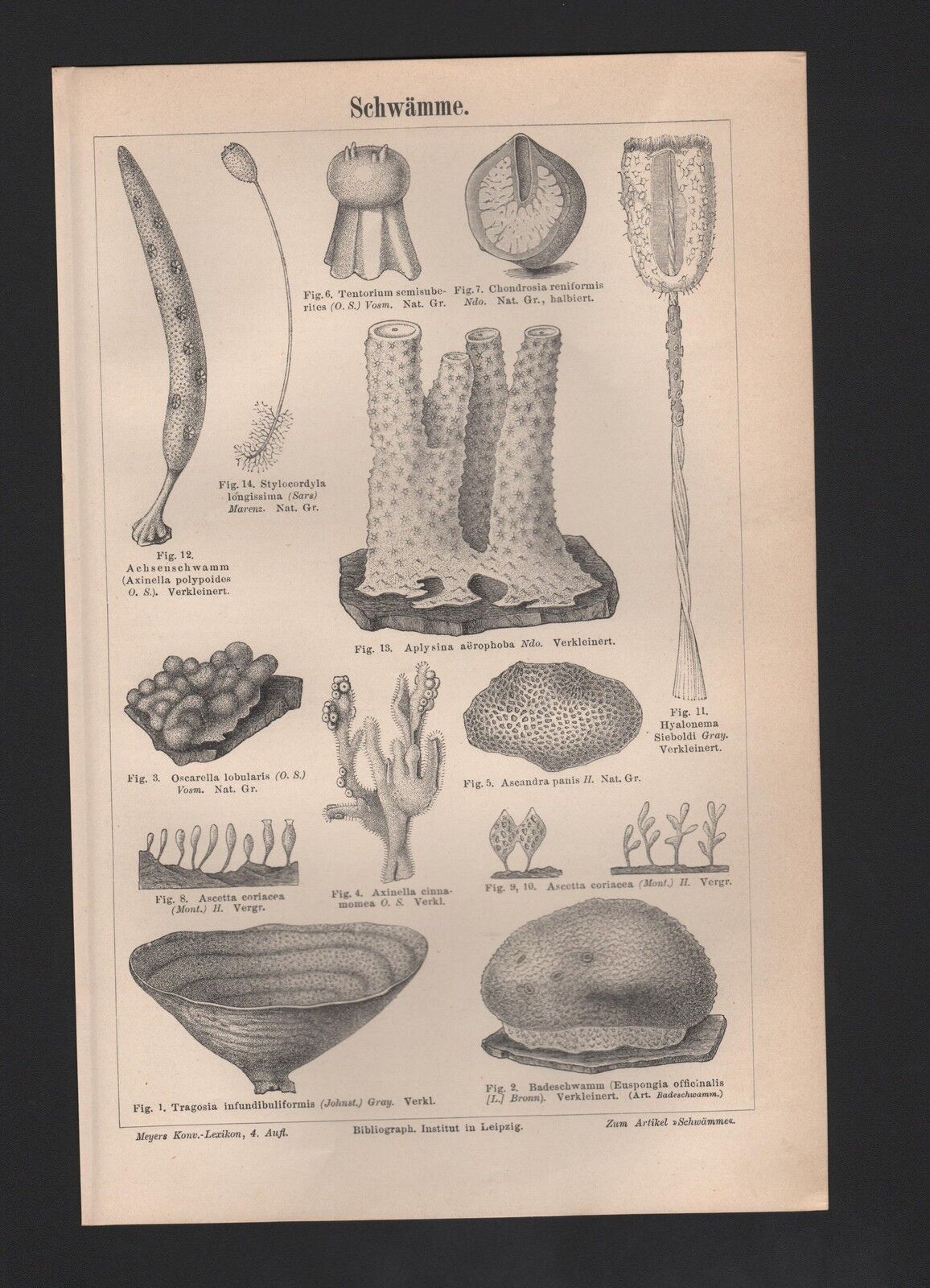 Lithograph 1889: Sponges. Mushroom Plants