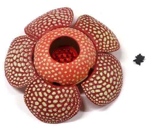 Trading Figure Rafflesia B Playable Creature Series Giant Flower And Carnivorous