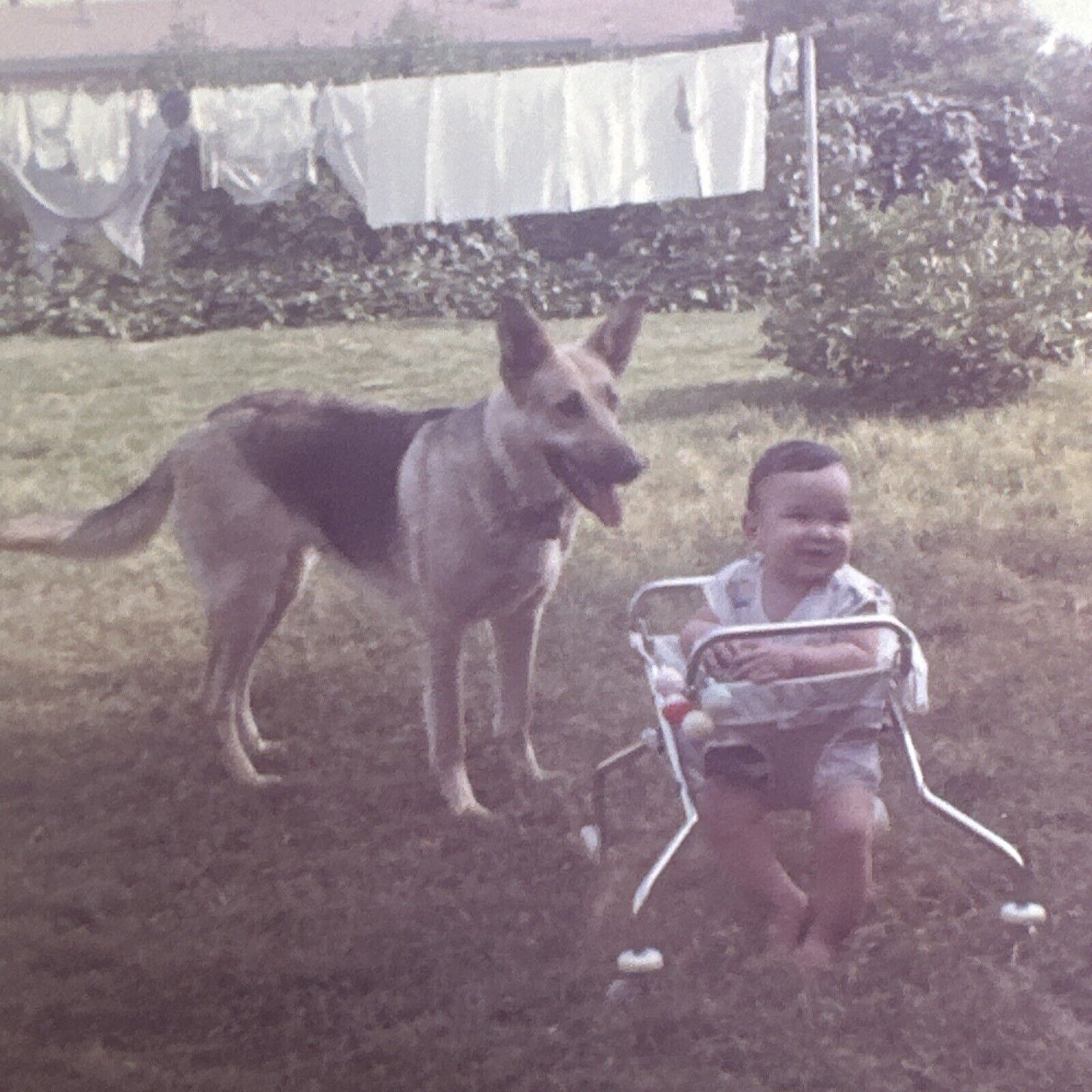 VINTAGE PHOTO 1960s German Shepherd Dog And Baby Loyal ORIGINAL Color Snapshot