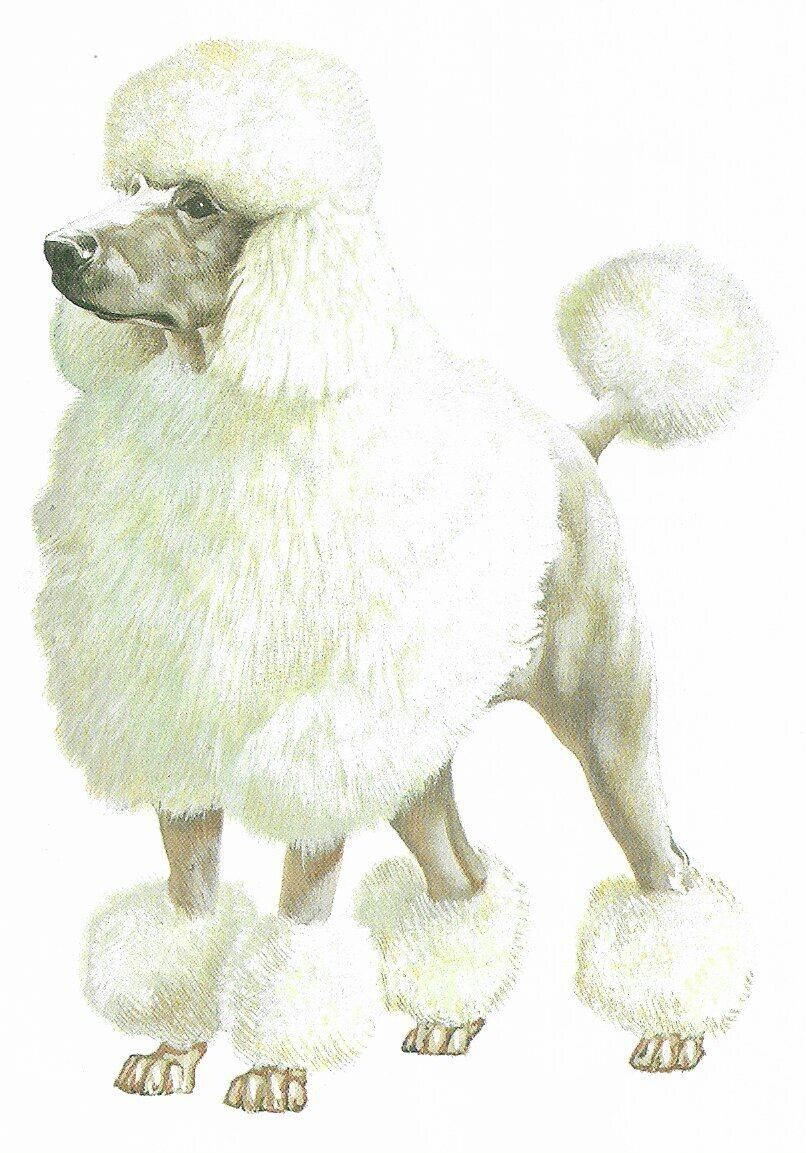 Standard Poodle - CUSTOM MATTED - 1988 Vintage Dog Art Print - Cozzaglio