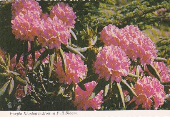 Purple Rhododendron in Full Bloom