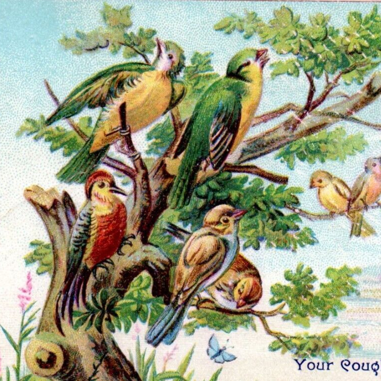 c1890 Dr. Hartshorn\'s Cough Balsam Trade Card Colorful Birds Quack Medicine