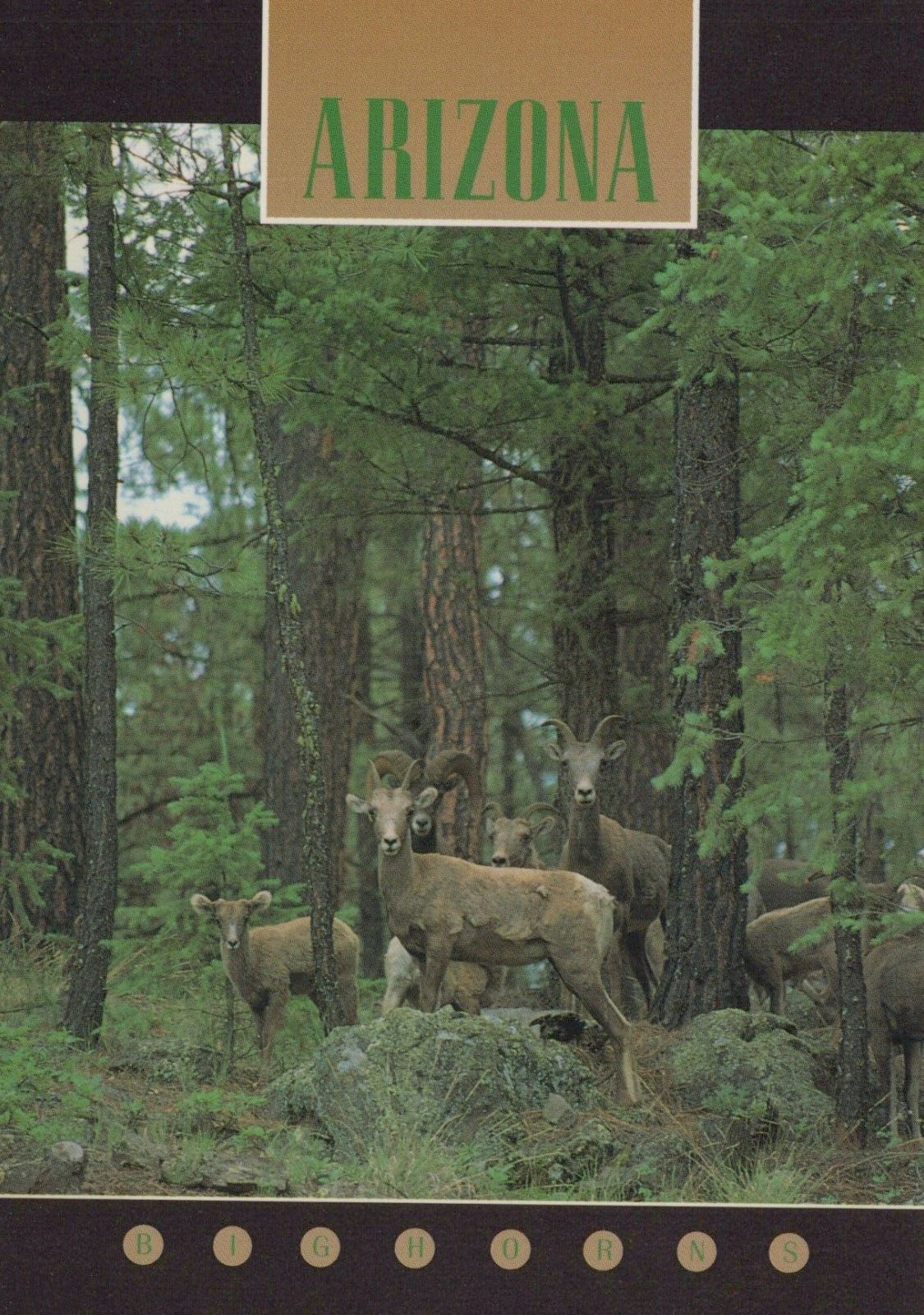 Bighorn Sheep Arizona Forest 4x6 Postcard