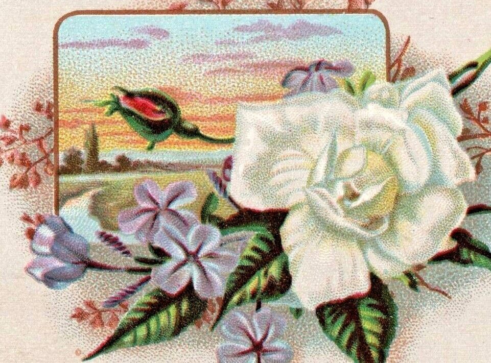 c.1880s Victorian Trade Card Lovely white rose sunset scene