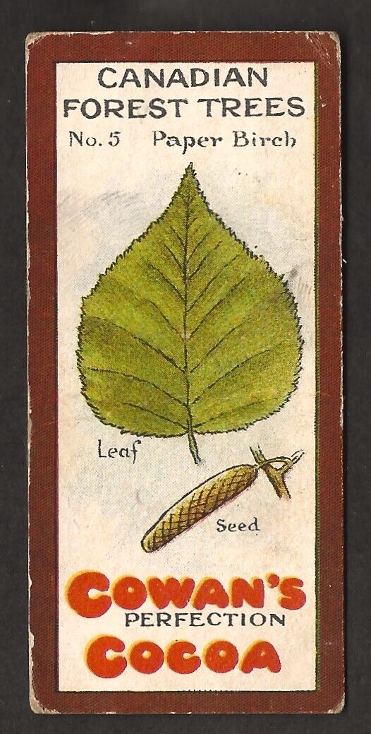1920s CANADIAN TREES Card COWAN\'S Chocolate V11 PAPER BIRCH Cowan Cocoa