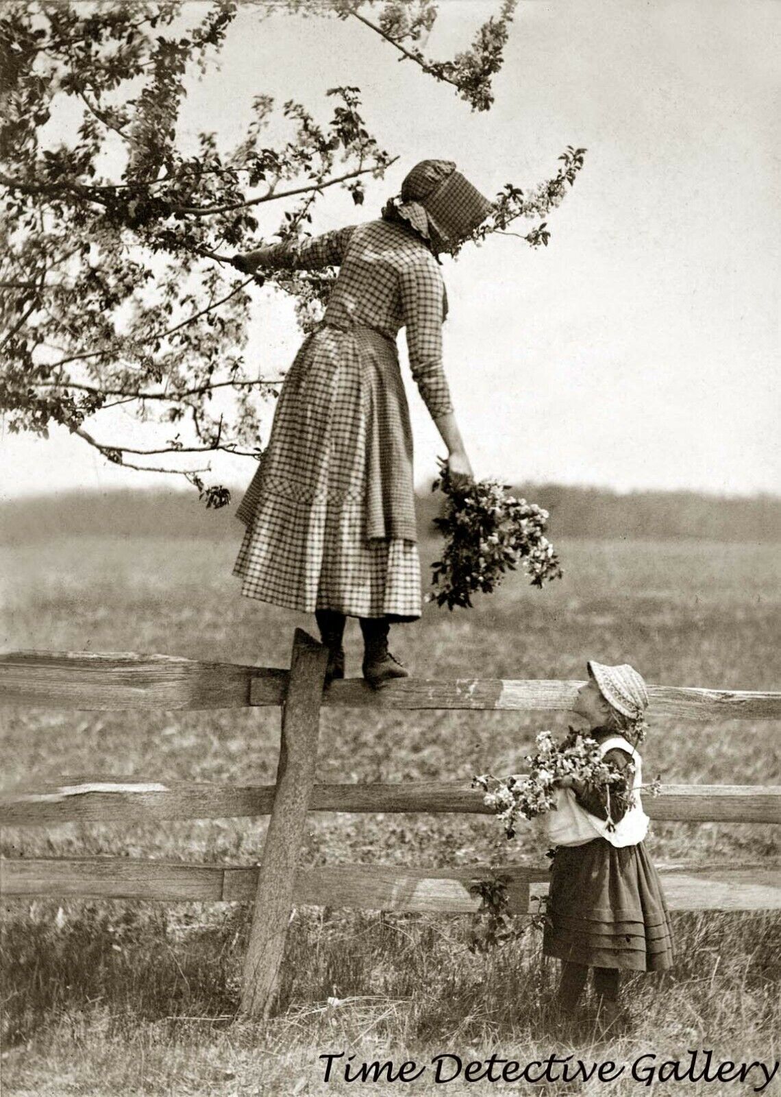 Picking Apple Blossoms - circa 1900 - Historic Photo Print