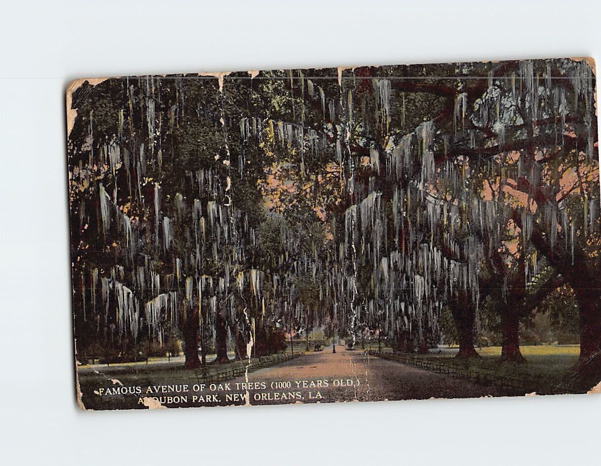 Postcard Famous Avenue Of Oak Trees Audubon Park New Orleans Louisiana USA