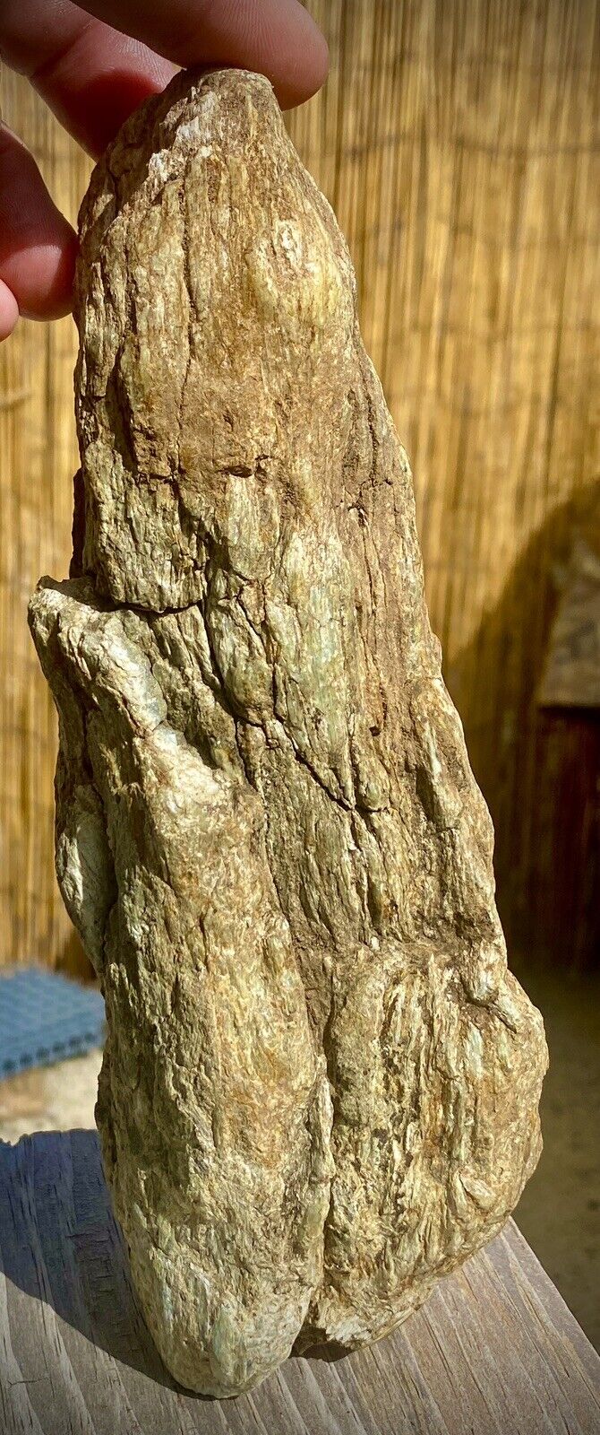 Limb Cast Whole Petrified Agatized wood Log Super Heavy Rare Piece Display