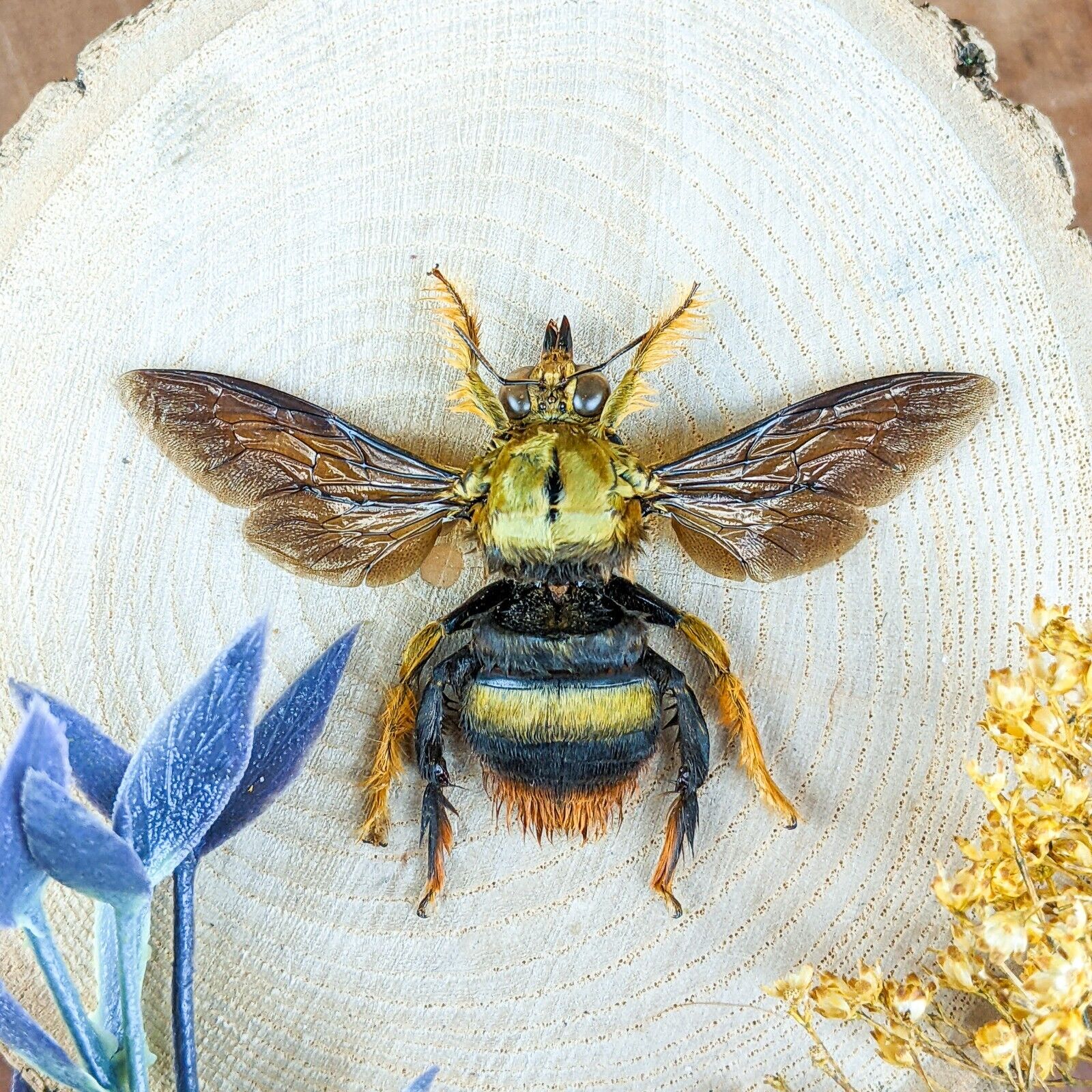 sp27 Golden brown Xylocopa Confusa Tropical Carpenter Bee specimen craft oddity