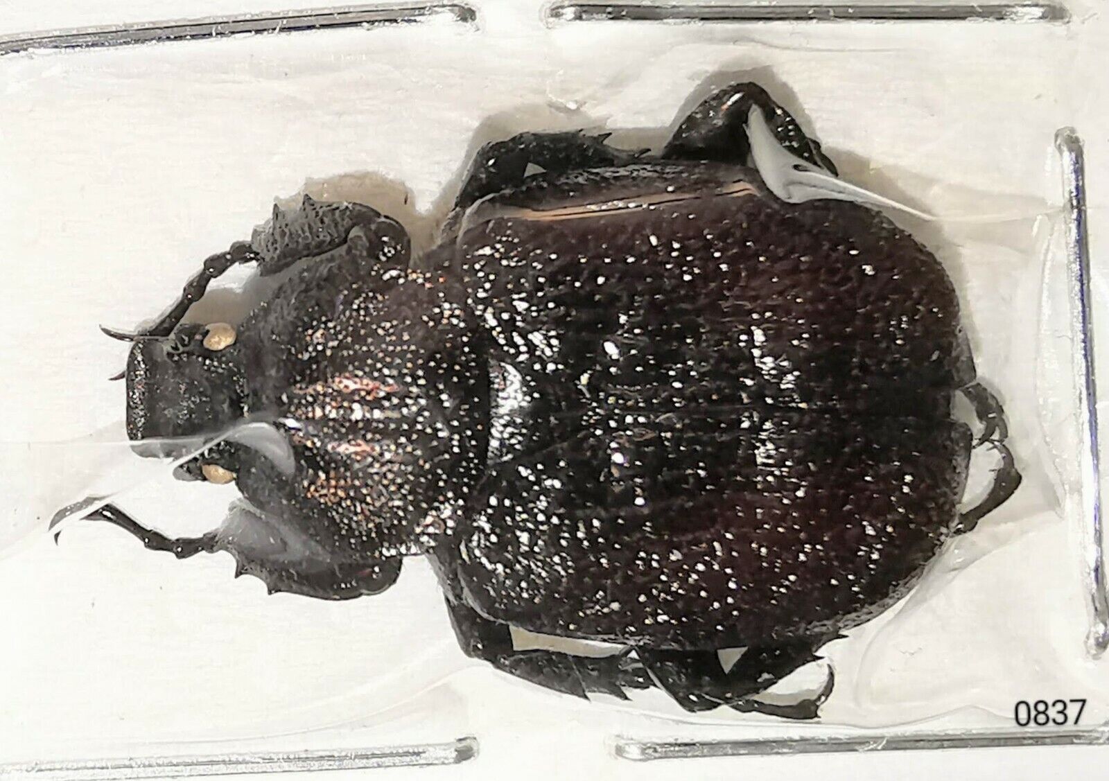 Scarabaeidae Trichinae Osmoderma scabra 18mm+ A1 M from CANADA - #0837