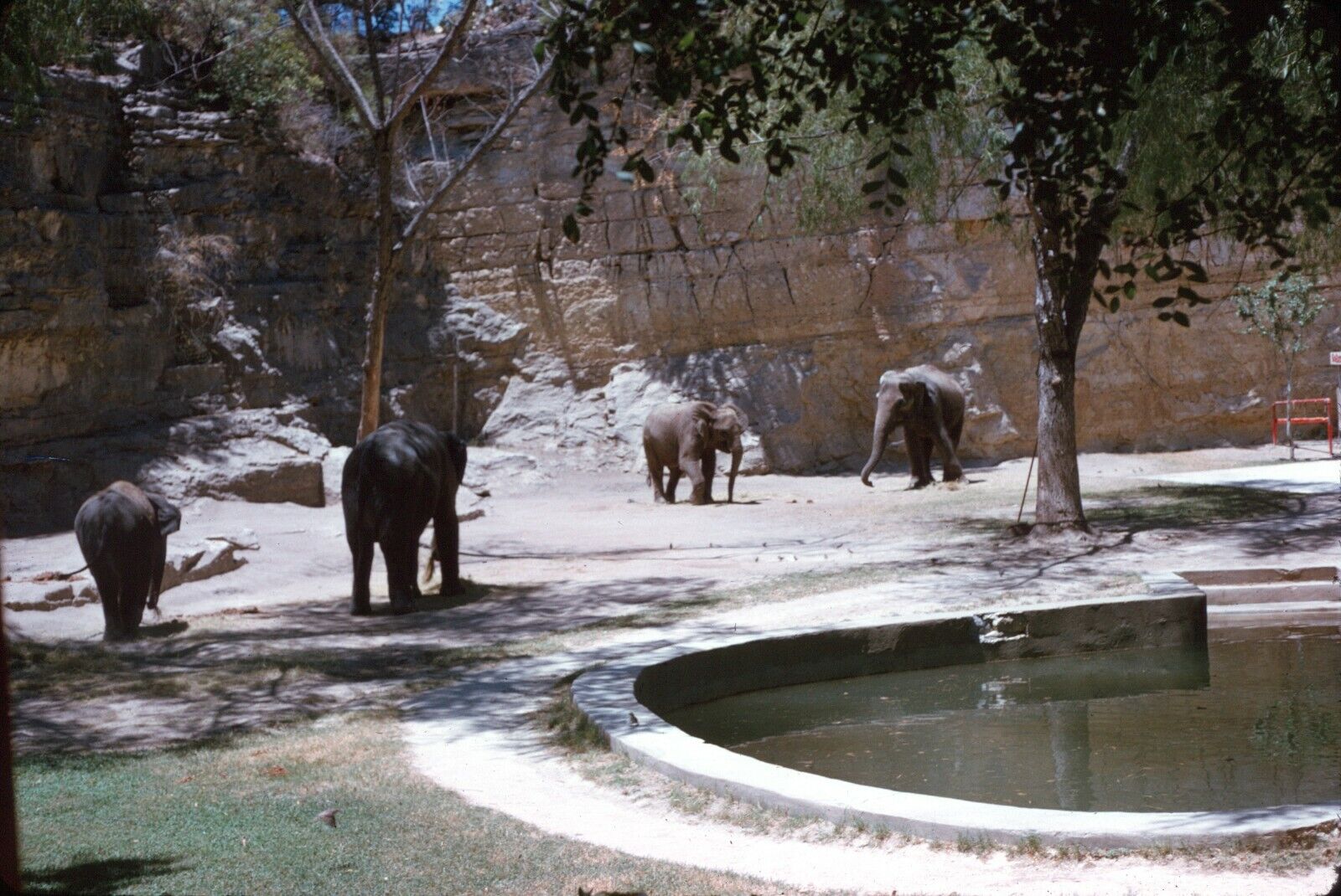 1963 Elephants in Texas Zoo Exhibit 1960s Vintage 35mm Slide