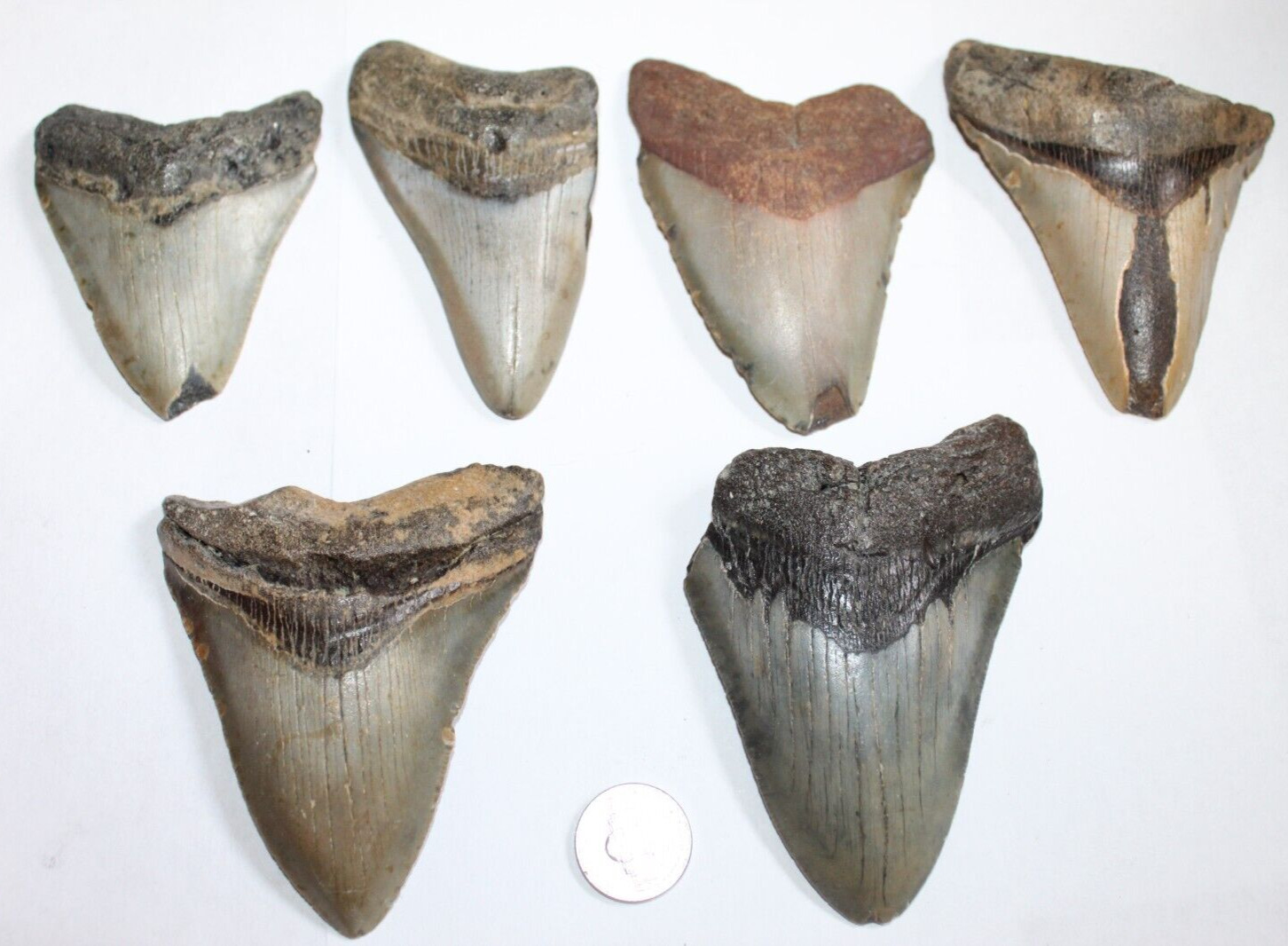 MEGALODON Shark Tooth Fossils No Repair Natural LOT OF 6 BEAUTIFUL TEETH