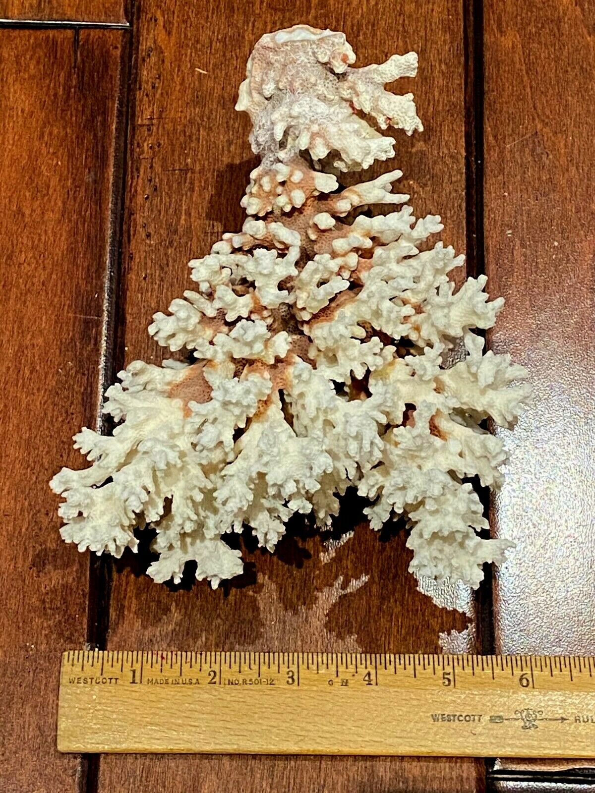 VINTAGE Natural Mediterranean Coral; Approx size 7\