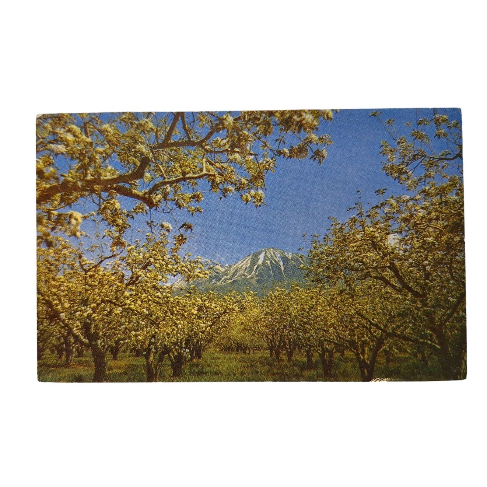 Postcard Annual Cherry Day Celebration Paonia Colorado City Park Chrome Unposted