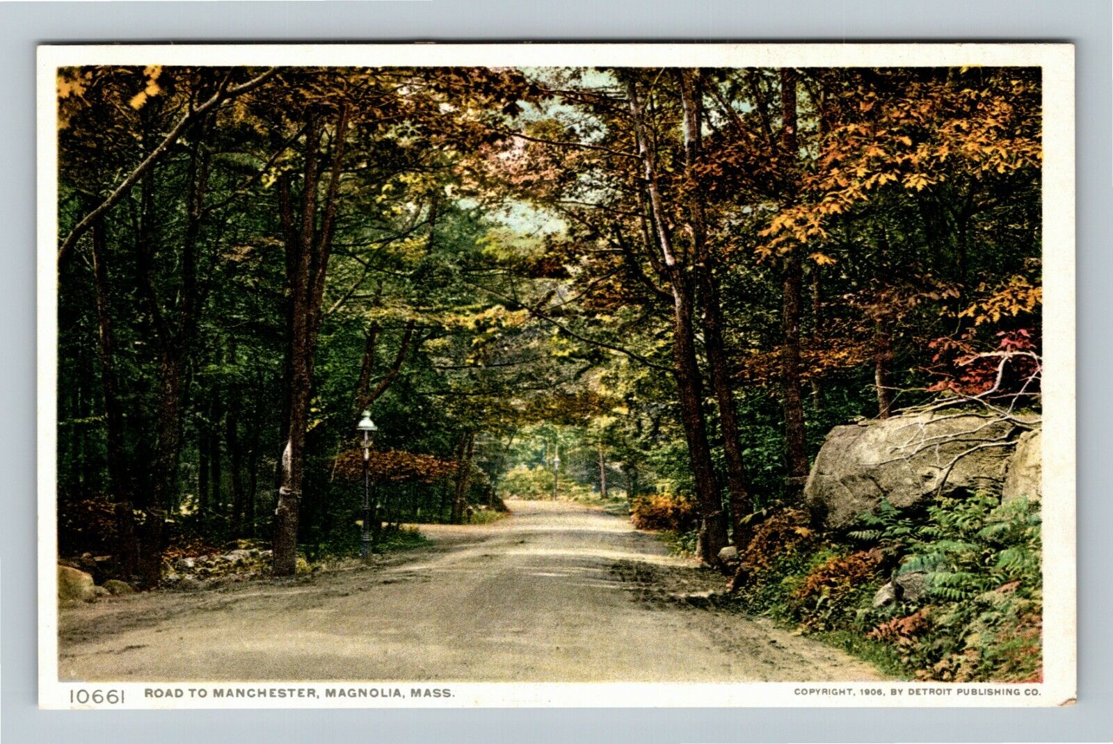 Magnolia MA-Massachusetts, Road To Manchester, Autumn Trees, Vintage Postcard