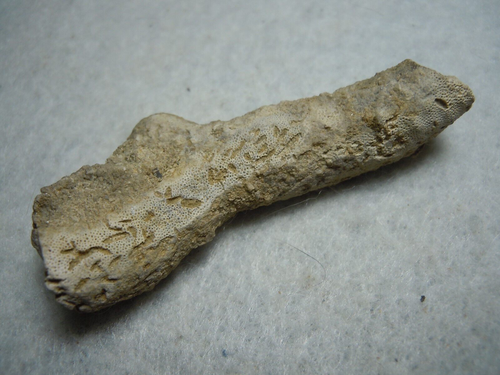 Ancient Prehistoric Coral Bryozoan Fossil Stone Kansas City USA 12.9 Grams