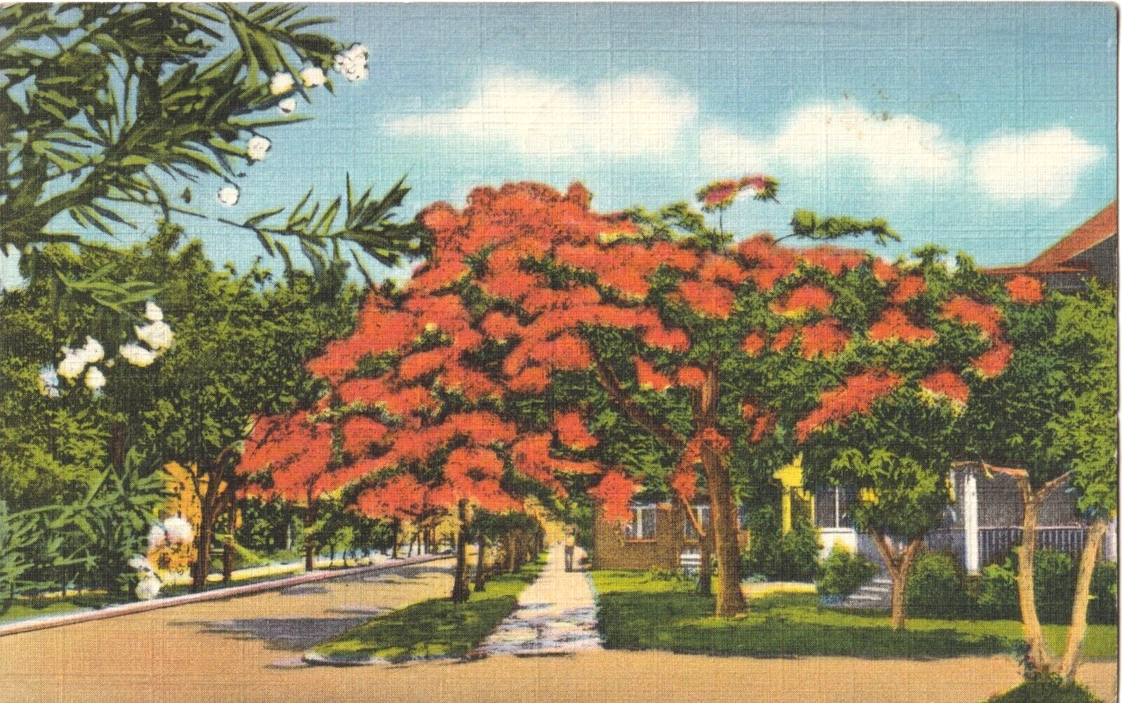 The Colorful Poinciana Tree-Florida FL-1938 posted postcard