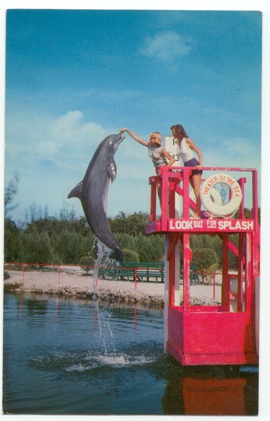 Theater Of The Sea Islamorada FL Feeding Porpoise Vintage Postcard Florida