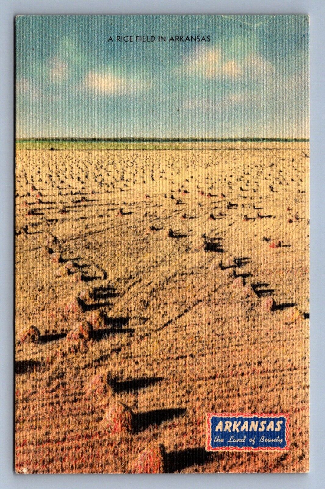 Postcard Vintage Rice Field In Arkansas Farming Agriculture Crop Land Of Beauty