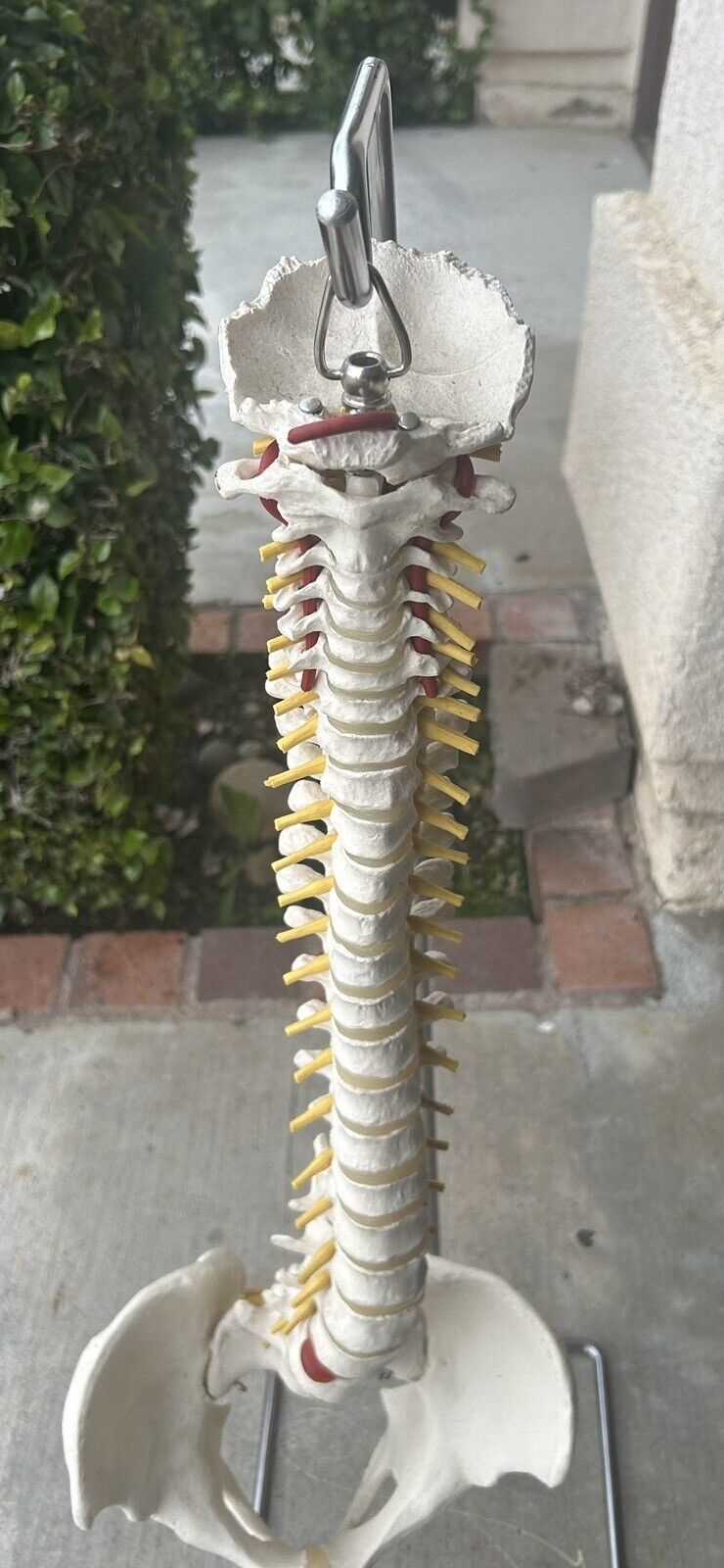 Vtg Antique Old Dr. Doctor Model Spine Skeleton Pelvis Vertebrae Bone Display