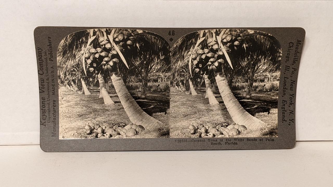 a050, Keystone Stereoview, Coconut Trees in Palm Beach, FL, 46-V23238, 1930s