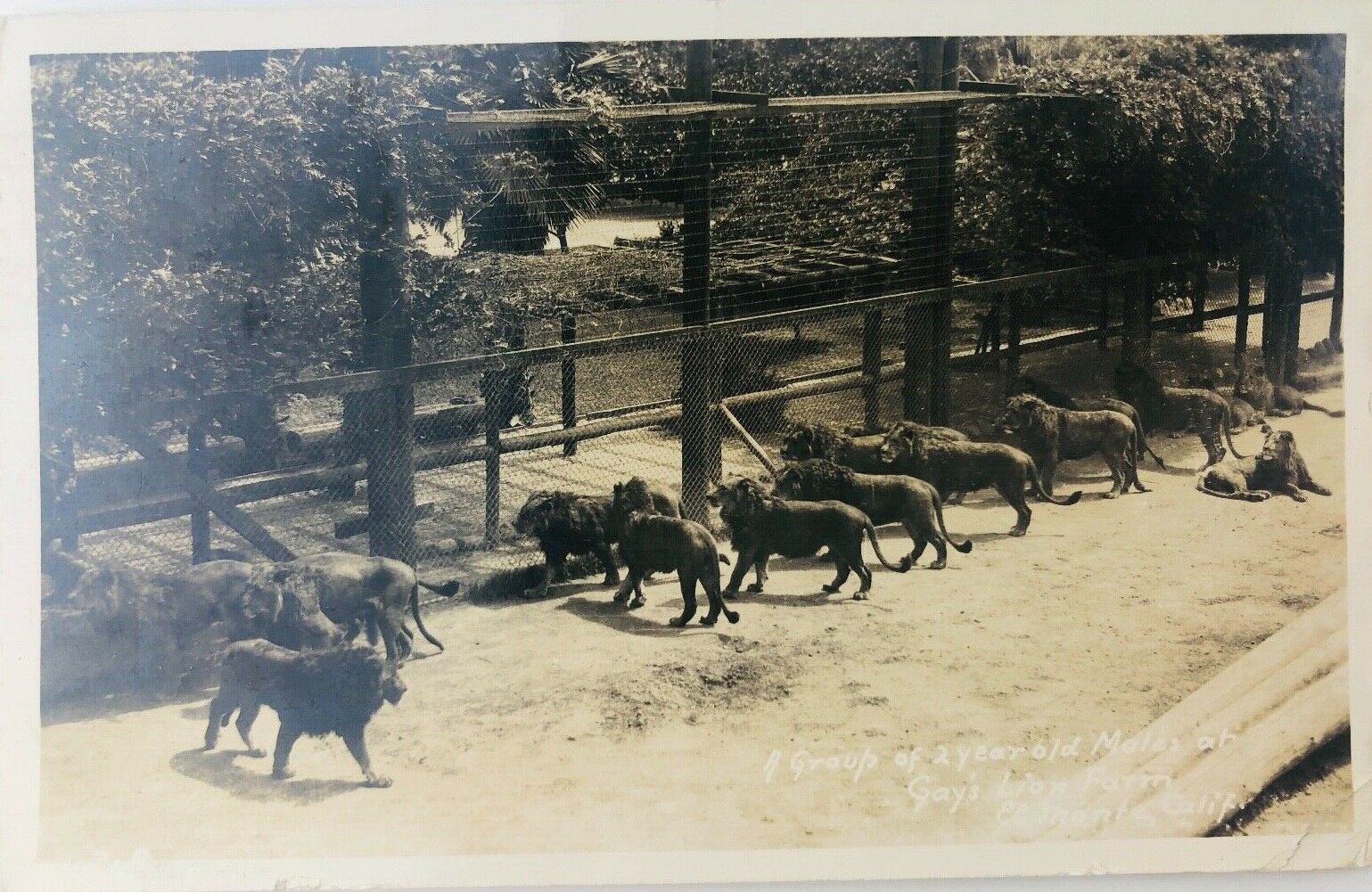 Vintage El Monte California CA RPPC Gay\'s Lion Farm Group of Male Lions 1940