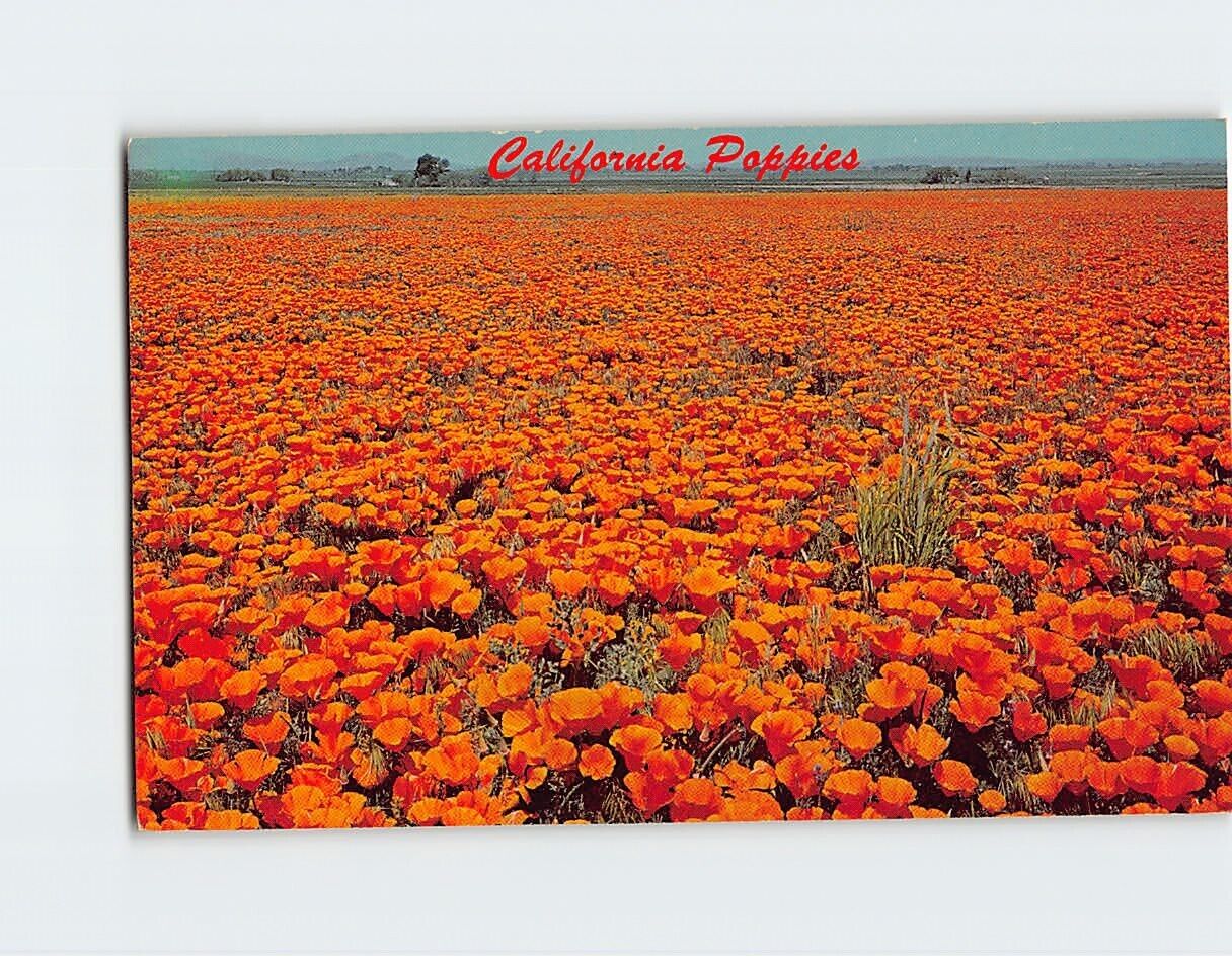 Postcard California Poppies, California