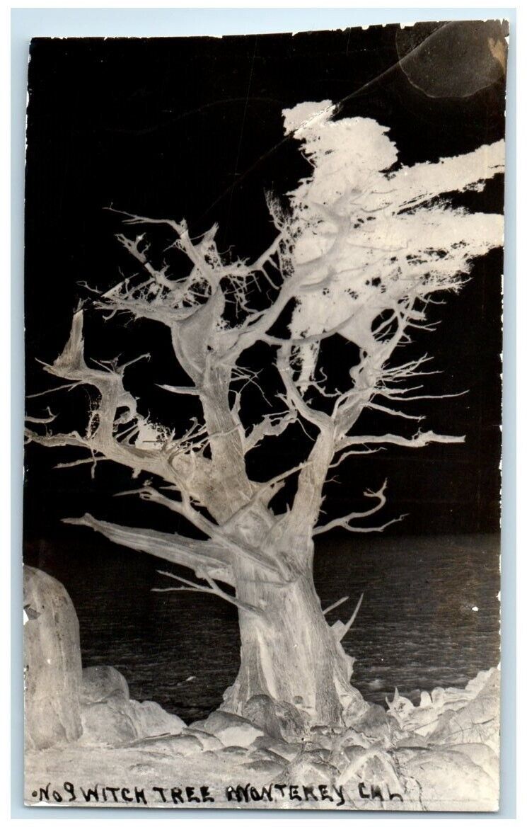 c1930's The Old Witch Tree View Monterey California CA RPPC Photo Postcard