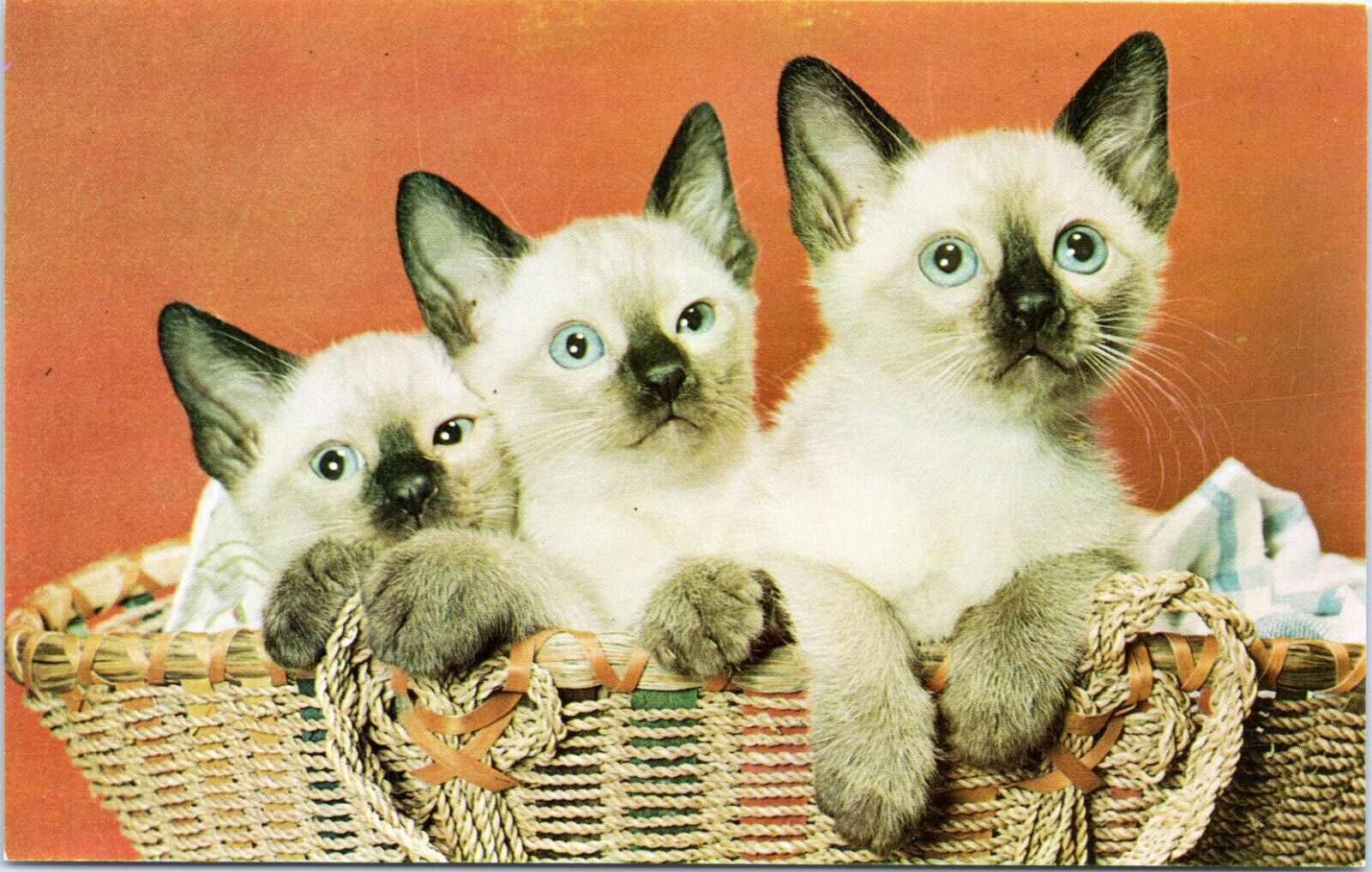 c1950's, three cute kittens in a basket, Vintage Chrome, cats, sweet