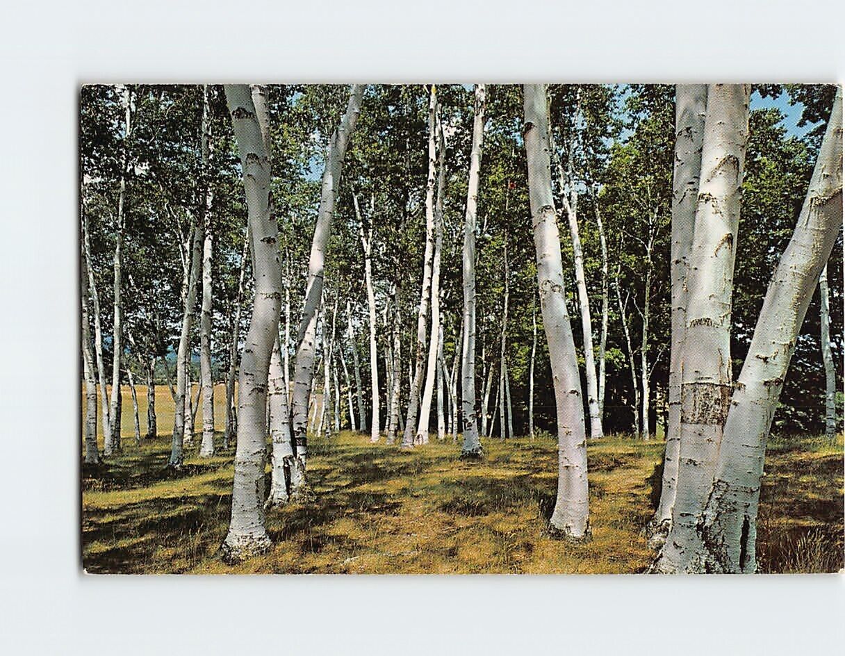 Postcard White Birches of New England USA