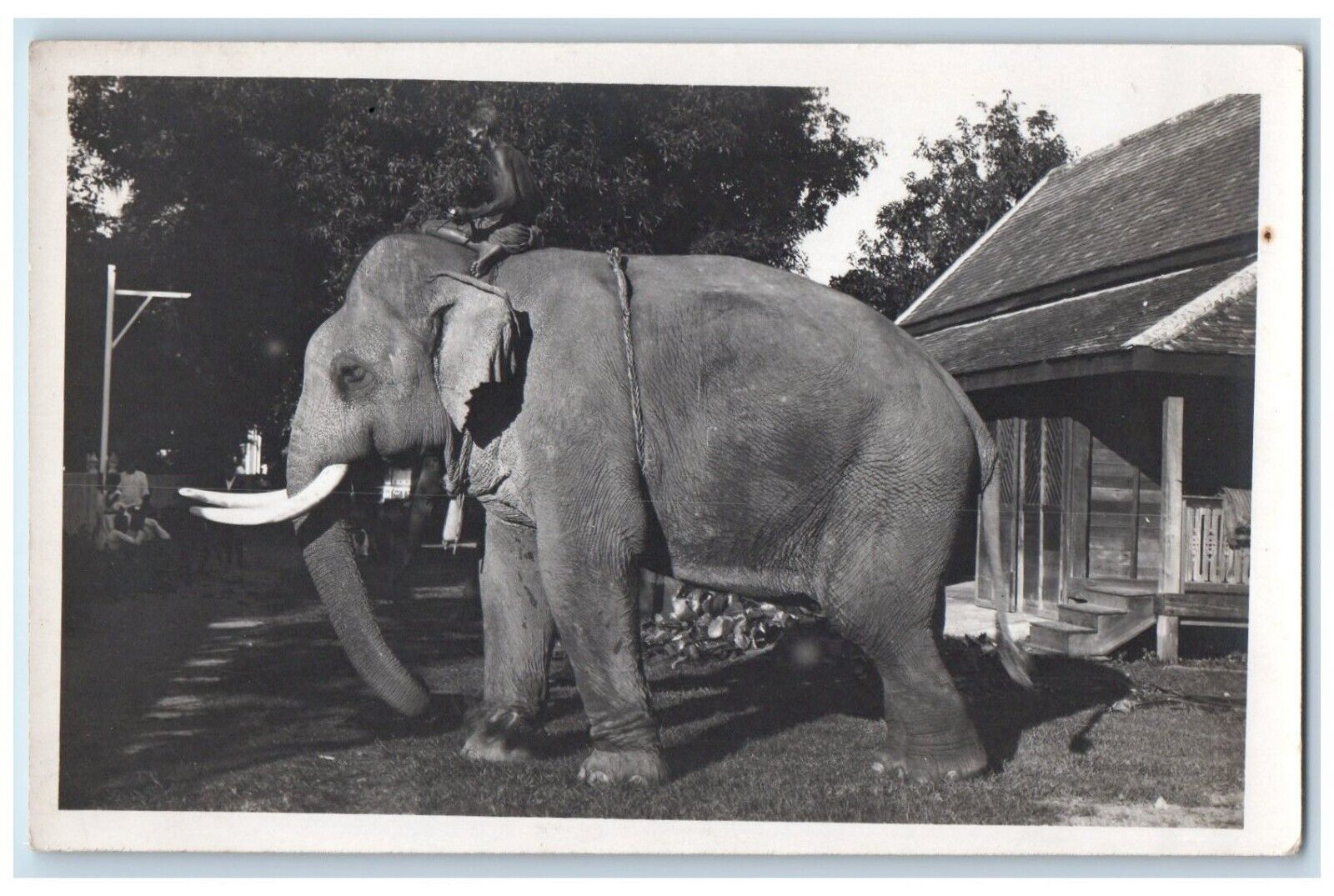 c1940\'s Male Elephant House Siam Thailand RPPC Photo Unposted Postcard