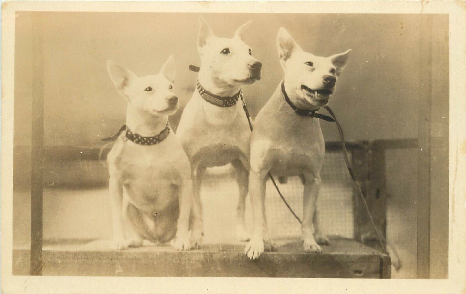 1920s RPPC 3 White Bull Terriers Dog Food Advertising Old Grist Mill Dog Bread