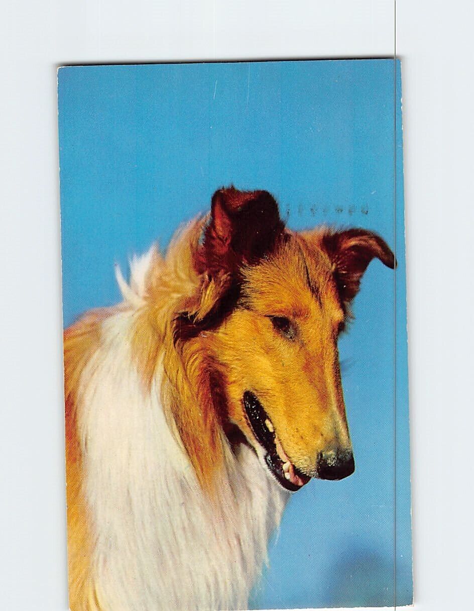 Postcard Beautiful Dog