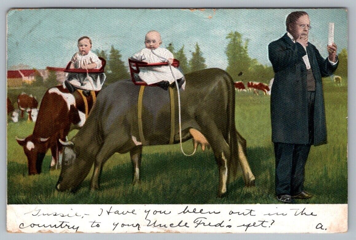 Postcard Babies Riding Cows Drinking Milk From Dairy Cow Udders c1906