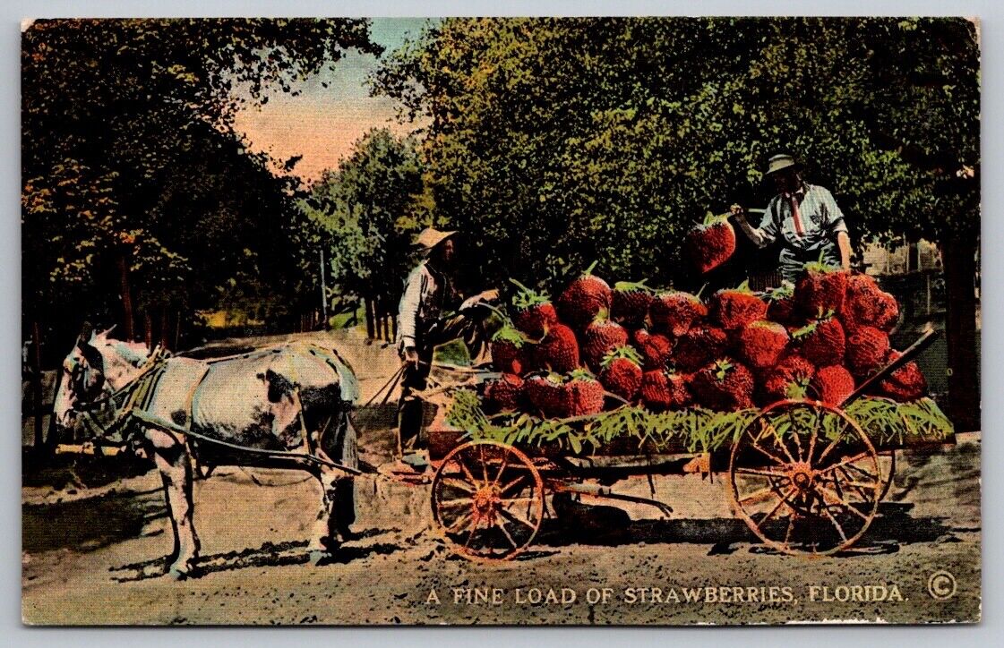 Exaggeration Printed Postcard Horse Drawn Wagon Load of Large Strawberries