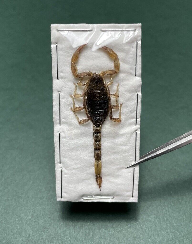 Dried Scorpion Specimen 1pc Insect Taxidermy (CA)