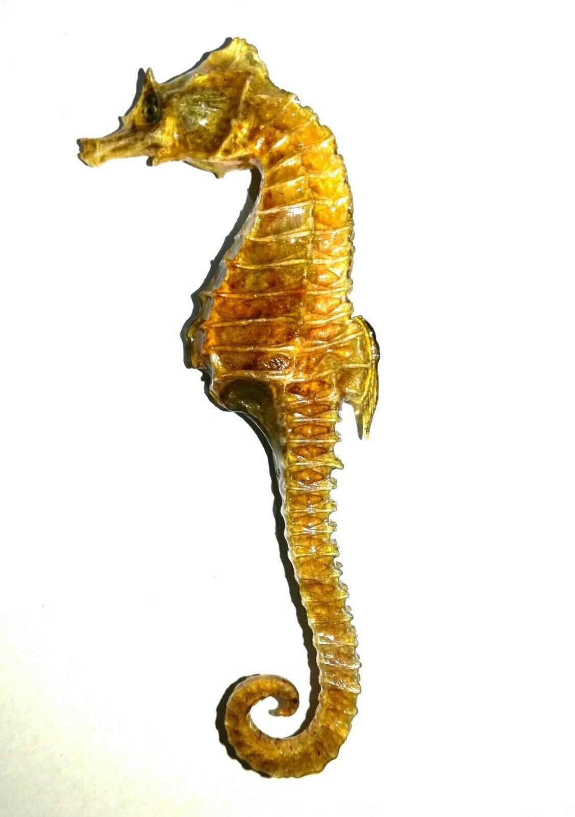 1 Vintage Real Natural Dried Seahorse Specimen Hippocampus Erectus Skeleton