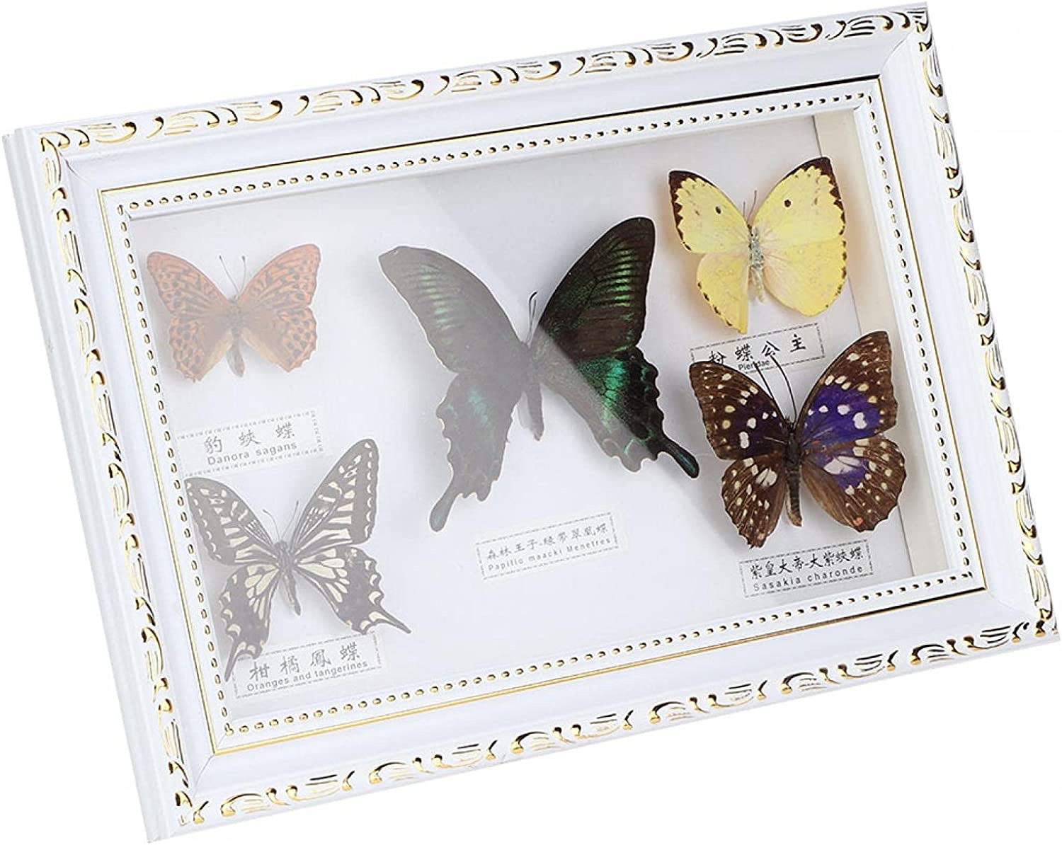 Real Framed Butterfly, Butterfly Specimen Display with Black and White Frame Tax