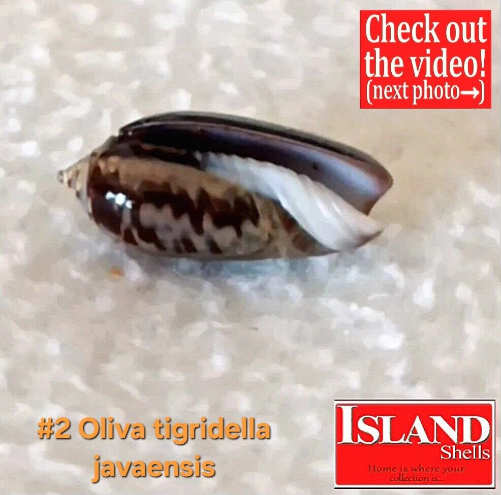 GEM Oliva tigridella javaensis #2 24.4mm GORGOEUS BEAUTY from East Java