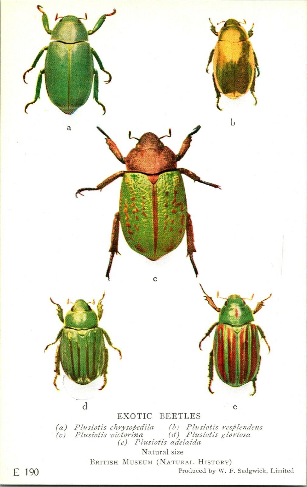 Vtg Postcard 1924-6 British Museum Natural History Exotic Beetles UNP E-190