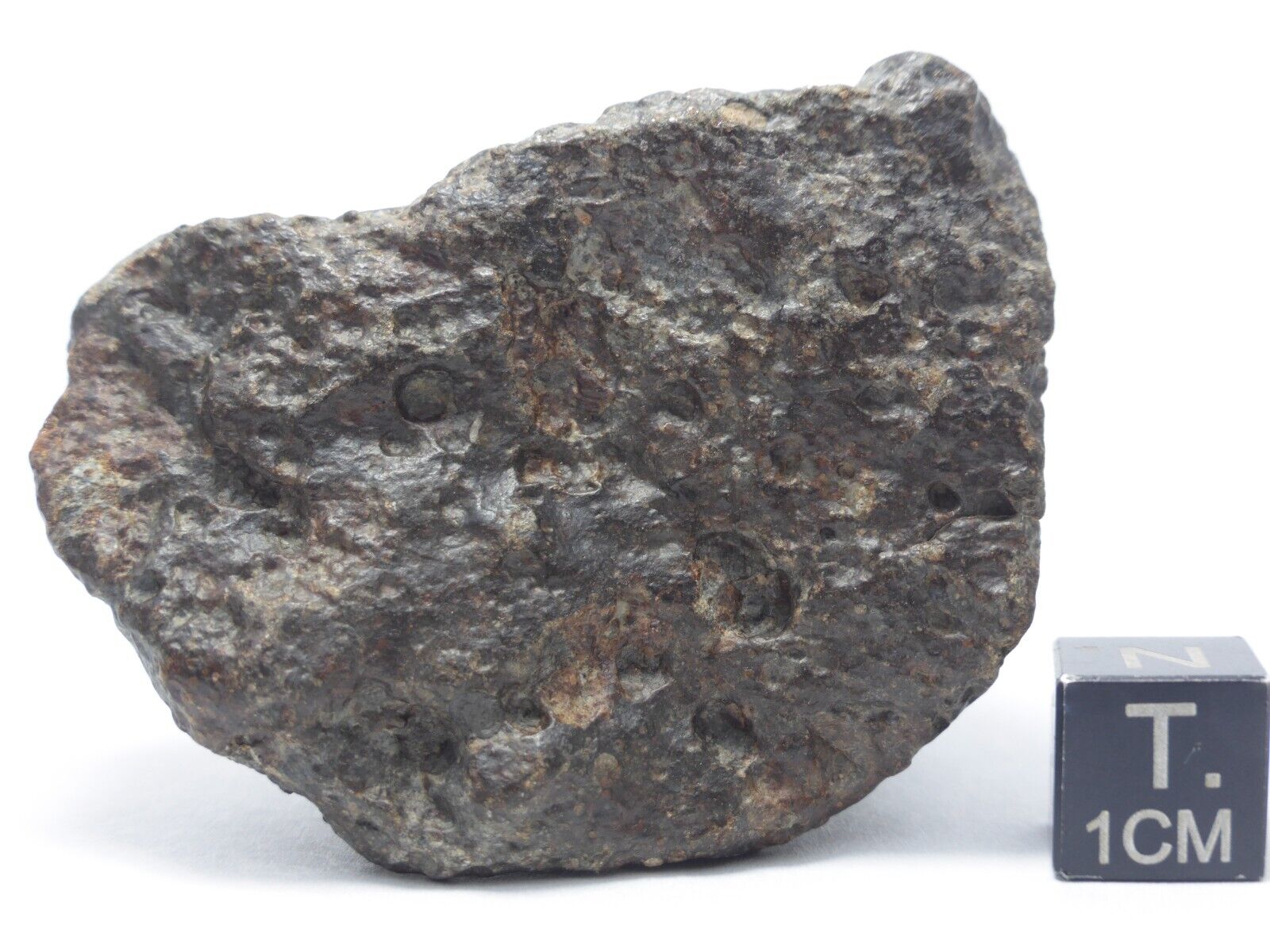 116 g NWA 869 Chondrite Meteorite