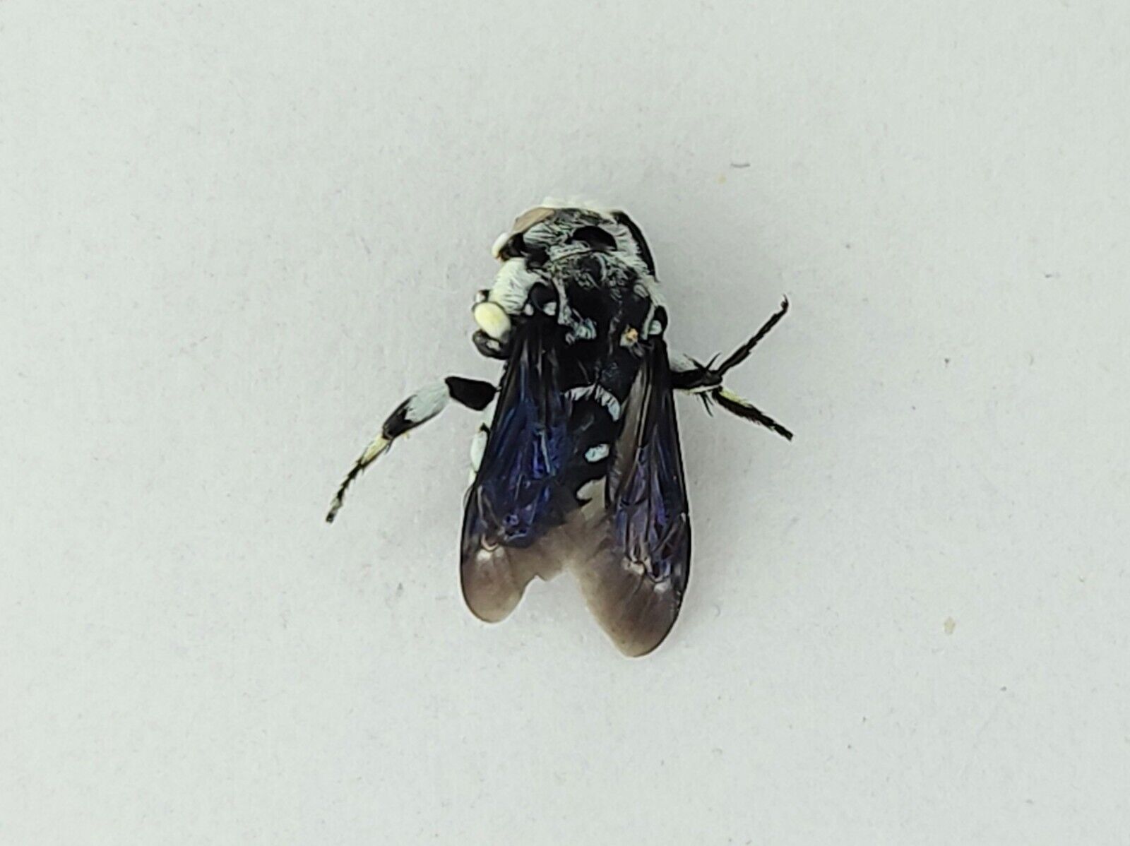 Thyreus calceatus Apidae Hymenoptera from South Africa