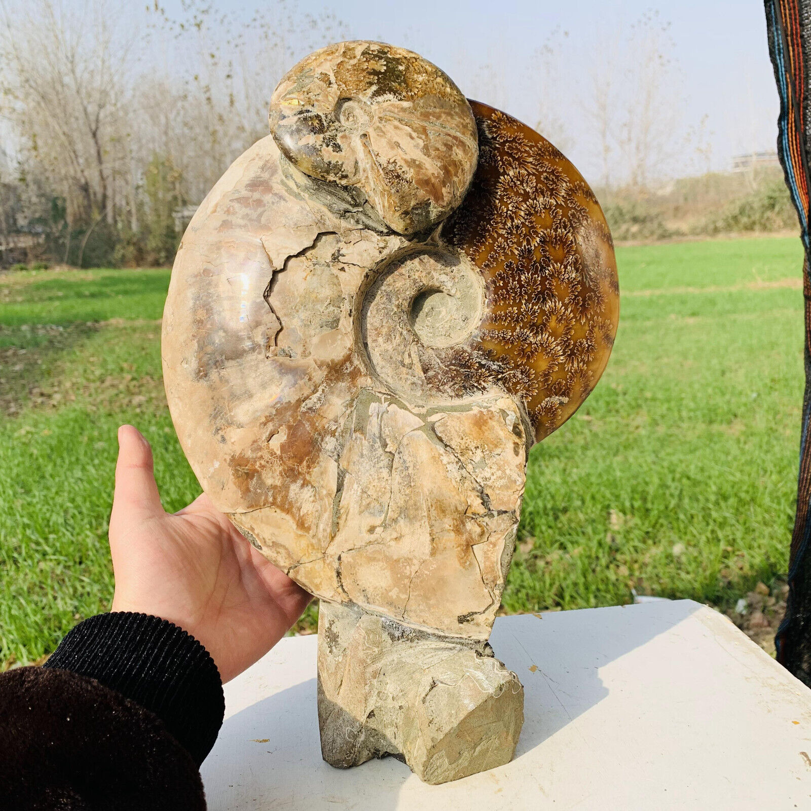 13.44LB Natural Large Beautiful Ammonite Fossil Conch Crystal Specimen Healing
