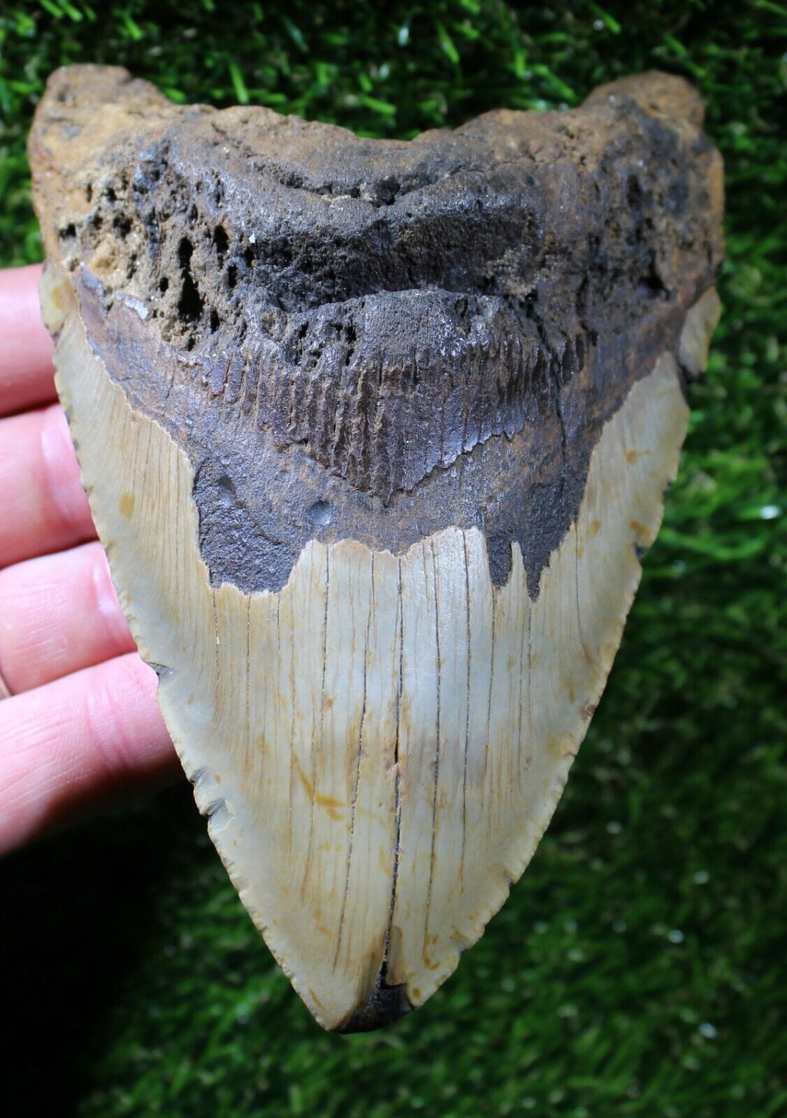 Megalodon Shark Tooth 5.71\
