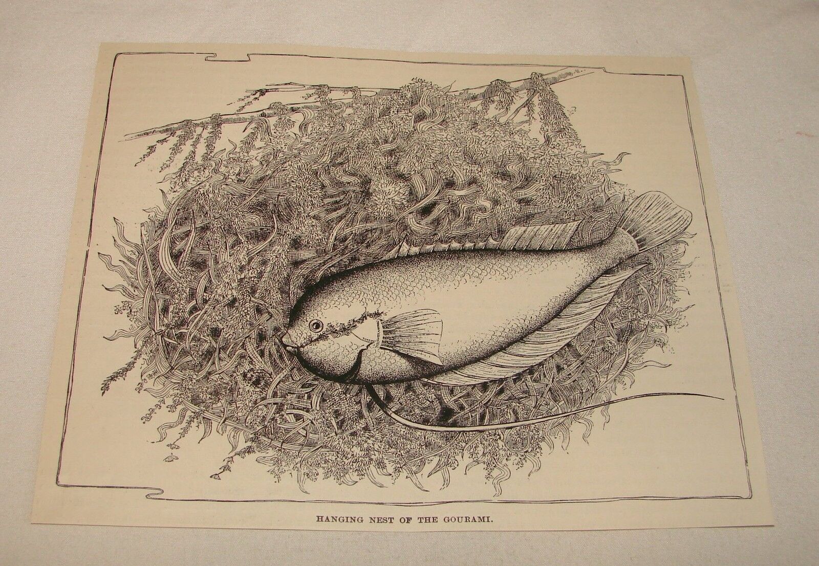 1887 magazine engraving ~ HANGING NEST OF THE GOURAMI