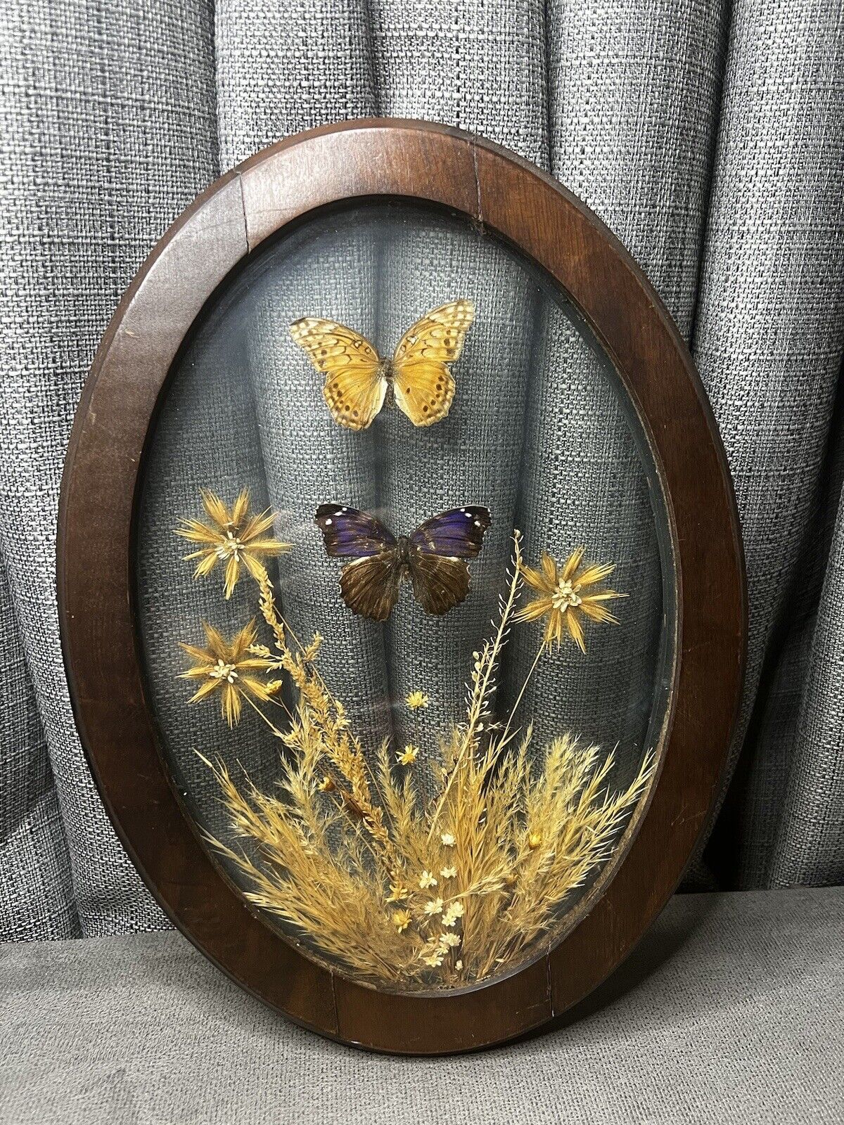 VTG Butterfly Taxidermy Dried Flowers Oval Wood Framed Wall Hanging Brazil